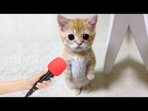 Видео: Эти смешные животные точно осветят ваш день! 😆