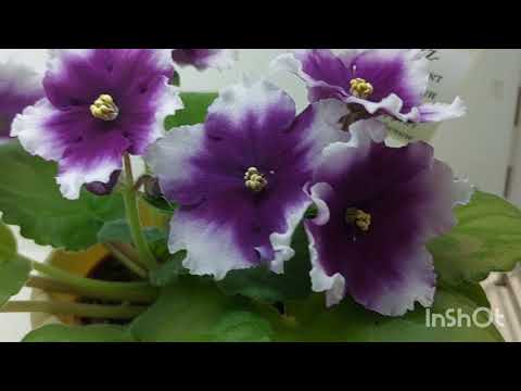 Видео: ФАВОРИТЫ выставки фиалок 2022/Дом фиалки#домфиалки#напятницкой#