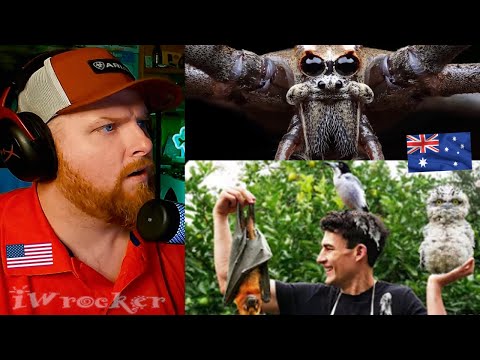 Видео: Американец отреагировал на рейтинг странных австралийских животных у меня во дворе!