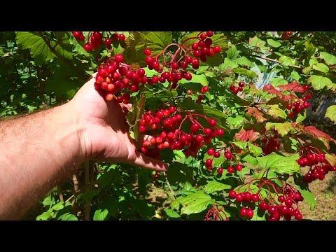 Видео: АДЛЕР. ЧТО ПОСПЕВАЕТ В АВГУСТЕ ➤ НА РАБОТЕ ..