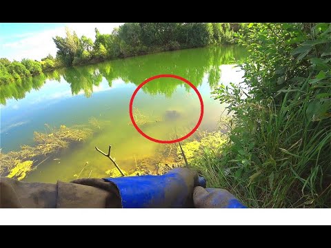 Видео: КОГДА ЭТО ПОКАЗАЛОСЬ ИЗ ВОДЫ  -Я НЕ ПОВЕРИЛ!