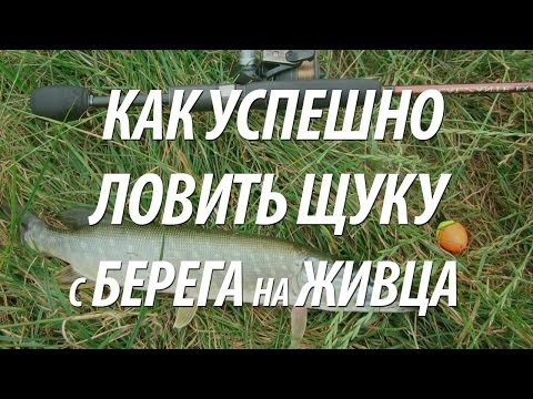 Видео: ЛОВЛЯ ЩУКИ НА ЖИВЦА С БЕРЕГА