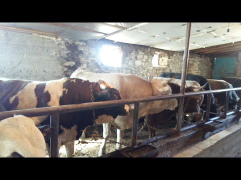Видео: Откорм бычков . 6 месяцев на откорме.