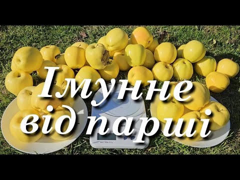 Видео: Яблоня Скіфське золото. Імунні сорти яблук.