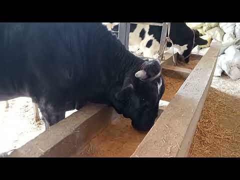 Видео: 7 ноября 2025 г.