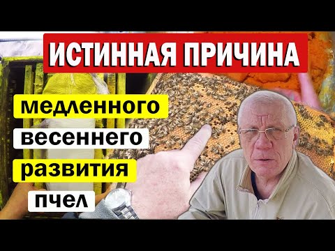Видео: Механизмы ВЫЖИВАНИЯ ПЧЕЛ. ШОКИРУЮЩИЕ результаты белковой подкормки!
