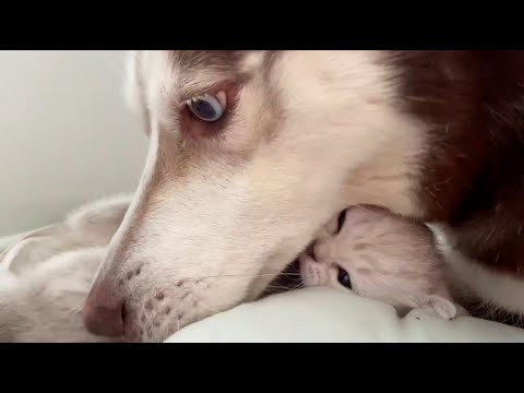 Видео: ЗАВЕРТИН ЗНАКОМИТСЯ С ЛАКИ