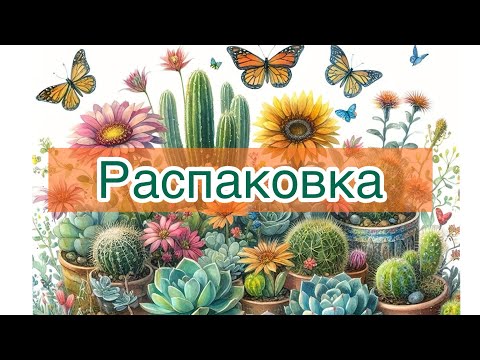 Видео: Суккуленты. Распаковка посылки. Пополнение коллекции #echeveria #succulent