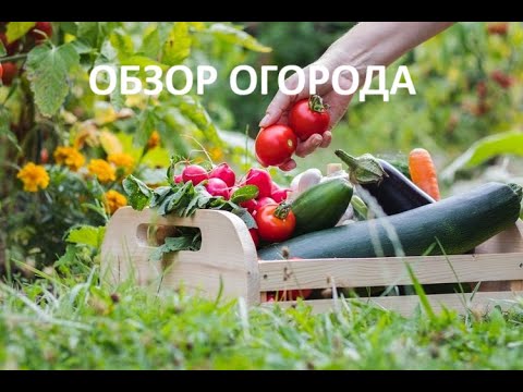 Видео: Полный обзор деревенского огорода и цветов в августе//радость в доме// урожай пошел.