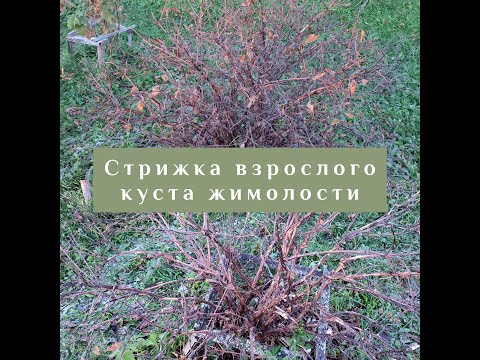 Видео: Стрижка (обрезка) взрослого куста жимолости