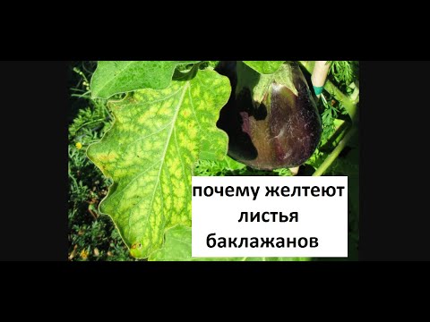Видео: Почему желтеют листья баклажанов.