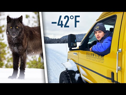Видео: Я был водителем снегохода в Йеллоустоуне зимой... Вот что я увидел