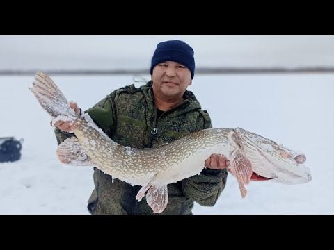 Видео: ПЕРВЫЙ ЛЁД ОЗЕРО С ЩУКОЙ НА 12 КГ В Якутии 2023 2022