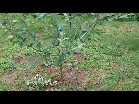 Видео: Лятна резитба ябълка Флорина, 2-ра година