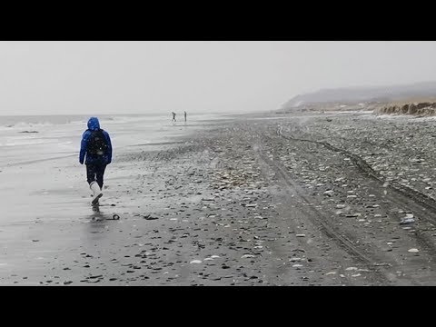 Видео: Весь берег усыпан деликатесами. Гребешок 2 день