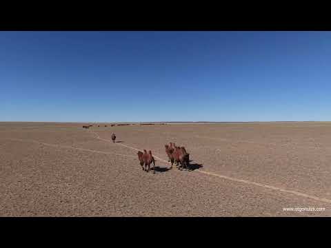 Видео: Төв замд туслах замаас нийлж нэг цуваа болж буй тал нутгийн тэмээн сүрэг гайхалтай