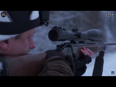 Видео: Охота на лося и кабана. Часть 2.  Взяли 4-х лосей