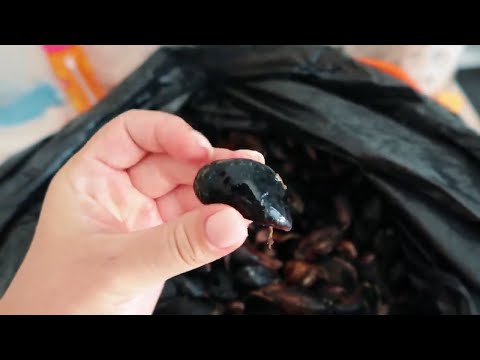 Видео: ЧТО ДЕЛАТЬ С МИДИЯМИ? ЧТО ГОТОВИТЬ / ЗАМОРОЗКА