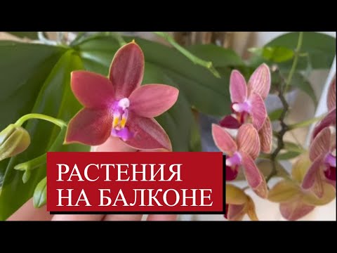 Видео: Как ЖИВУТ в ЖАРУ комнатные растения и ОРХИДЕИ на БАЛКОНЕ