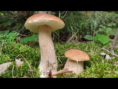 Видео: Гриби Карпат