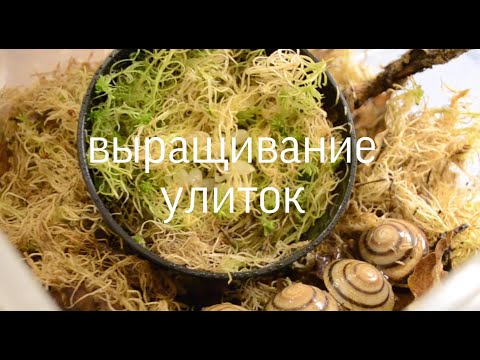 Видео: ВЫРАЩИВАНИЕ УЛИТОК/ выращивание ахатин и древесников