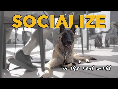 Видео: Социализация вашей собаки — это САМОЕ важное, что вы для нее сделаете
