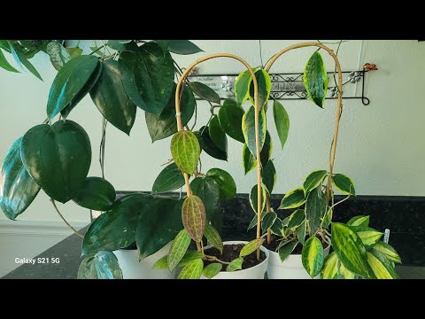 Видео: Полный Обзор Четырёх Видов Хой Макрофиллы.( Hoyas Macrophylla)