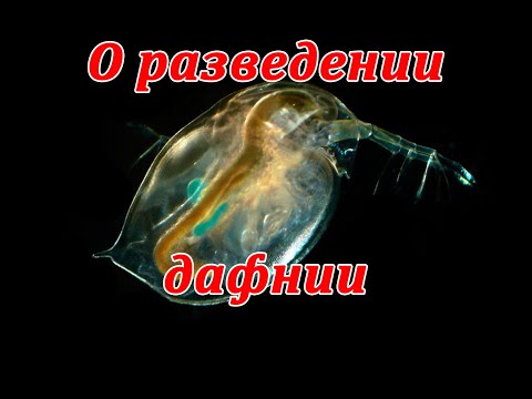 Видео: Дафния - разведение в домашних условиях, уход, кормление
