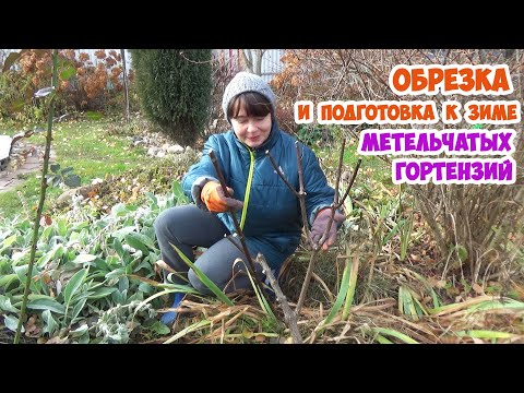 Видео: Обрезка и мульчирование на зиму метельчатых гортензий. 100% перезимуют и зацветут!