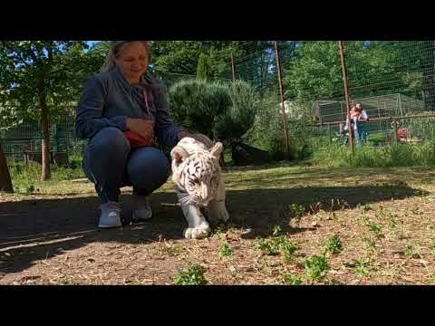 Видео: Тигрята Фельдман парк