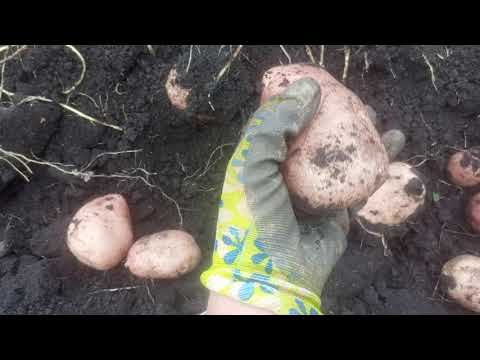 Видео: Кумач. Обожаю этот сорт картофеля. Он великолепен! 2025 год. 