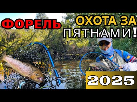 Видео: За ДИКОЙ ФОРЕЛЬЮ из МОСКВЫ!!! ОХОТА ЗА ПЯТНАМИ! Кто ищет – тот найдет!