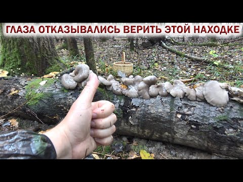 Видео: ❗ ГЛАЗА ОТКАЗЫВАЛИСЬ ВЕРИТЬ ЭТОЙ НАХОДКЕ! 👉ГРИБЫ в ОКТЯБРЕ 2024.