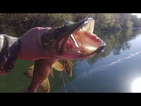 Видео: ЩУКА НА ЗЕЛЁНОГО КИТАЙЦА.