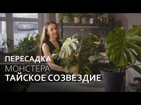 Видео: Монстера Тайское созвездие: пересадка и черенкование