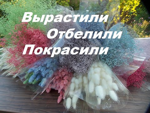 Видео: МОИ СУХОЦВЕТЫ!. Заказывайте!.Продаю!!