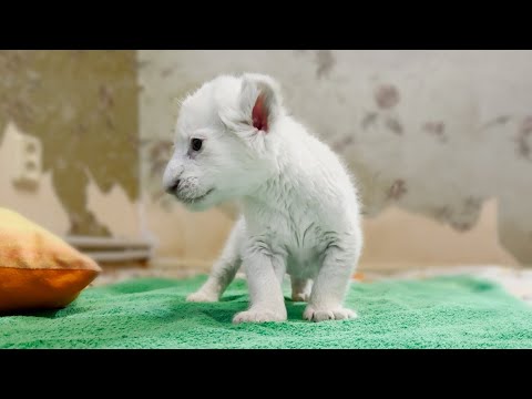 Видео: УЧИТСЯ ХОДИТЬ - брошенный родной мамой белый львенок делает ПЕРВЫЕ ШАГИ! Всего две недели от роду!