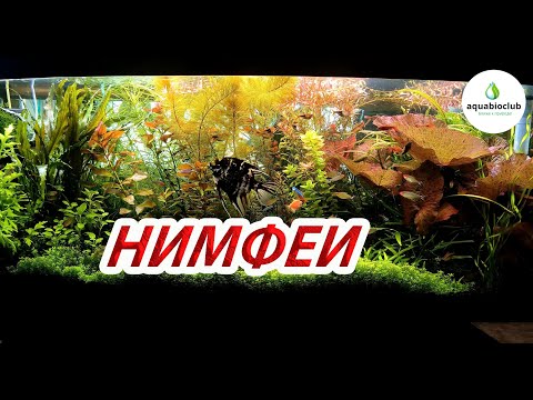 Видео: Нимфеи в аквариуме.