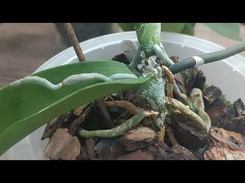 Видео: Кандидаты на пересадку. Быть иль не быть😗