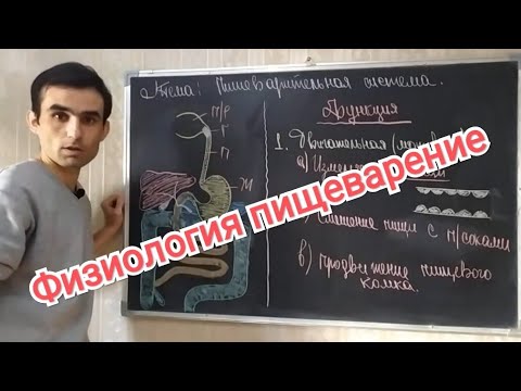 Видео: Физиология пищеварительной системы. Общая характеристика. Physiology of the digestive system.