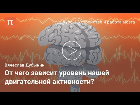 Видео: Средний мозг — Вячеслав Дубынин