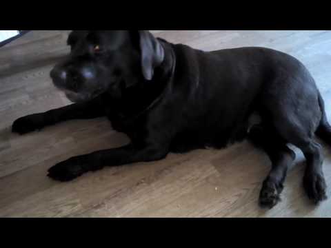 Видео: Пароксизмальная дискинезия лабрадоров