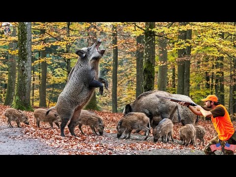 Видео: ПОТРЯСАЮЩЕ! Охота на диких кабанов в дубовом лесу — уничтожьте всех диких кабанов, чтобы защитить...