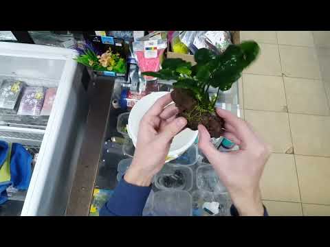 Видео: Вулканическая лава в аквариуме 🌋