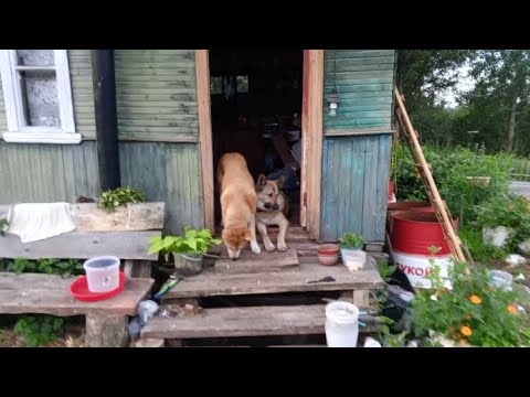 Видео: ВИДЕЛИ В ЛЕСУ ЛОСЯ. ЖАЛЬ БЫСТРО УБЕЖАЛ