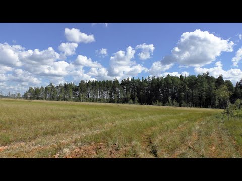 Видео: "Дайте воды"... Адское пекло и это ещё не "Тупик". Мшинская-Луги-Чаща-Новинка. Поход на выносливость