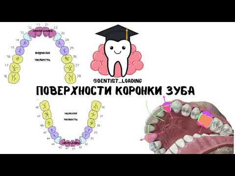 Видео: Поверхности коронки зуба