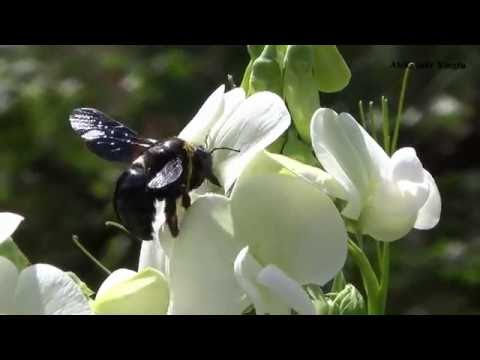 Видео: Пчела - плотник (Xylocopa valga)