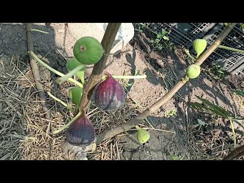 Видео: Інжир. початок достигання фіг