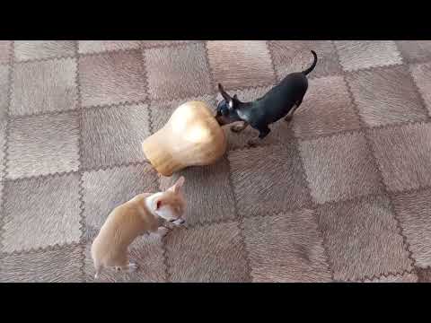 Видео: Вес щенка чихуахуа. Стандарт. А мини это для вас сколько ?